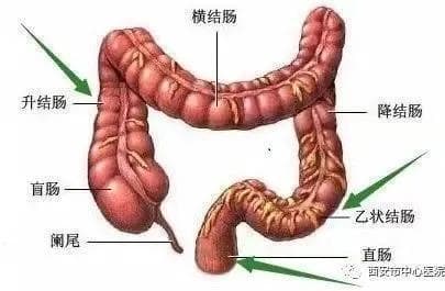 阑尾(Vermiform appendix)