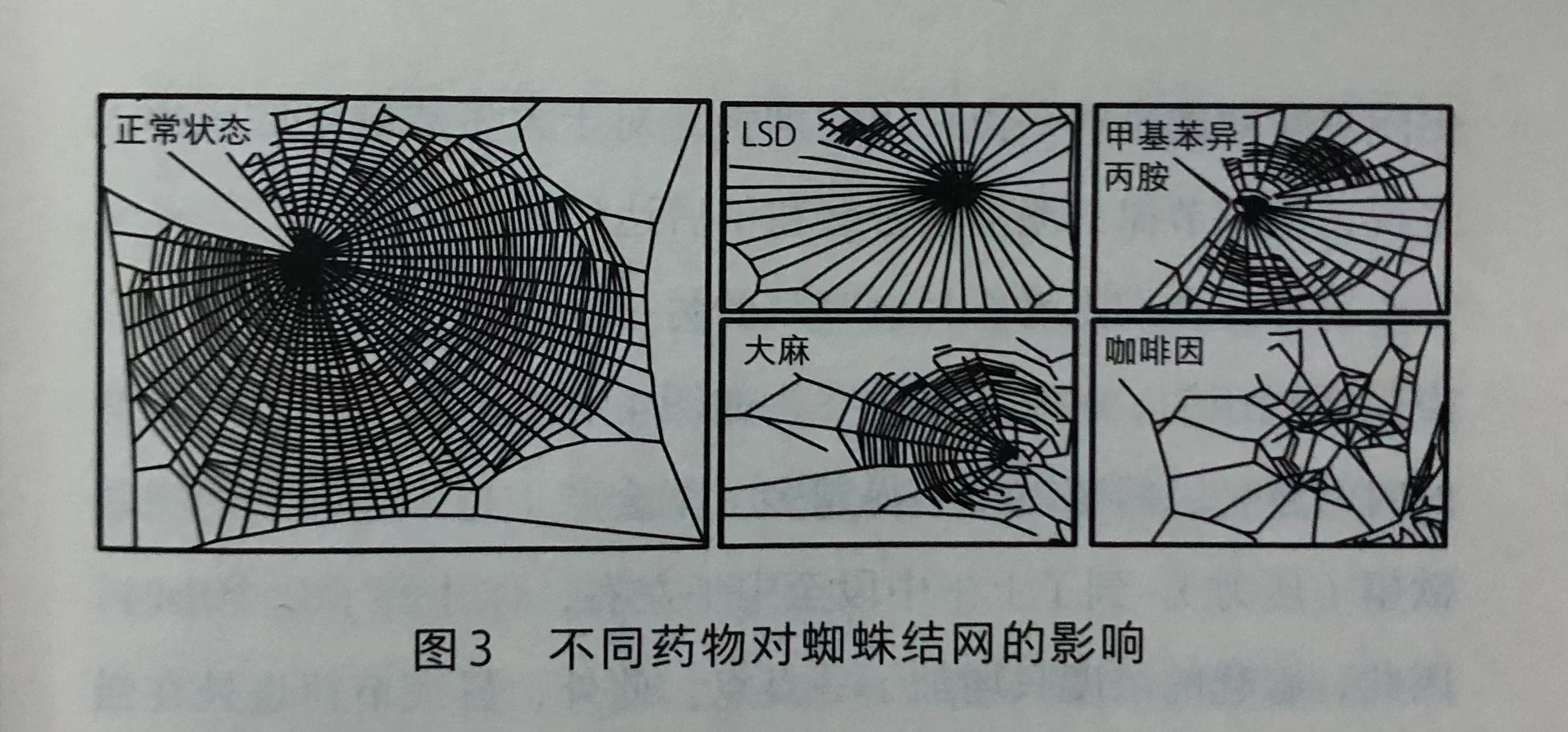 蜘蛛结网测试图